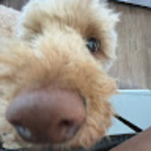 Meet your Posher, Annie